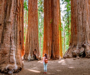 Największe drzewo na świecie