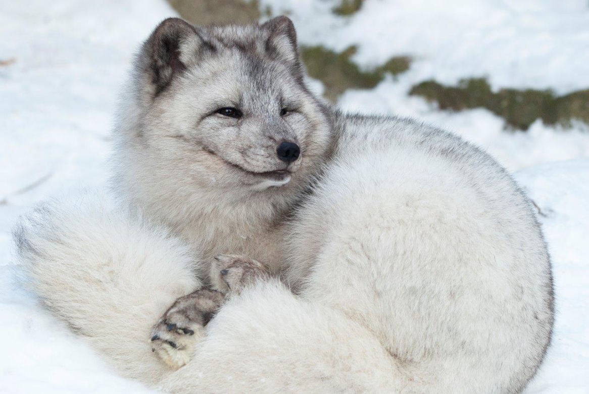 Krakowskie ZOO będzie oszczędzać, ale nie ma zamiaru zamknąć się na mieszkańców