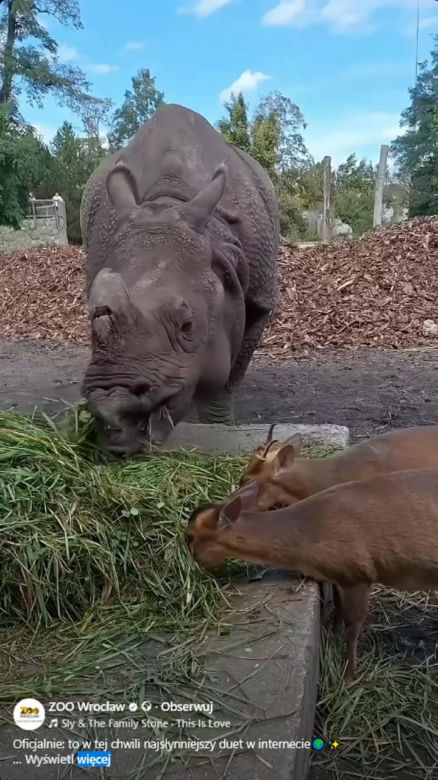 Kolejne nagranie z nosorożcem i mundżakiem z Zoo Wrocław. O zwierzętach poinformowały media z całego świata
