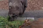 Kolejne nagranie z nosorożcem i mundżakiem z Zoo Wrocław. O zwierzętach poinformowały media z całego świata