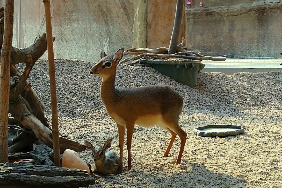 We wrocławskim zoo urodził się mały dikdik