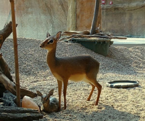 We wrocławskim zoo urodził się mały dikdik