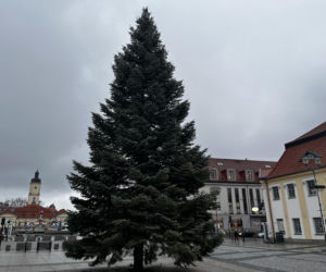 Wielki choinka stanęła na Rynku Kościuszki. Kiedy odpalone zostaną iluminacje świąteczne?