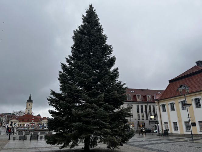 Wielki choinka stanęła na Rynku Kościuszki