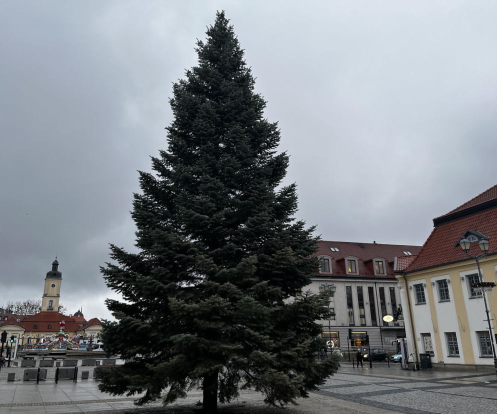 Wielki choinka stanęła na Rynku Kościuszki