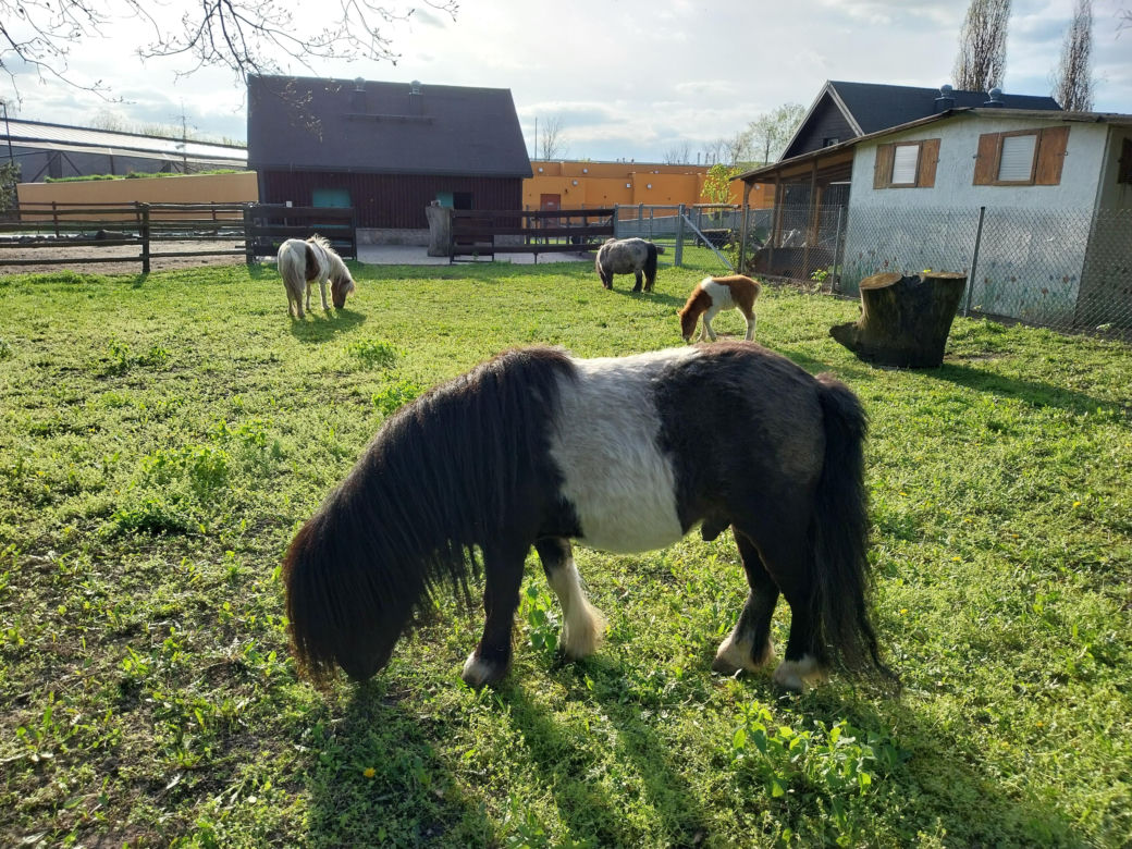 Wiosenny spacer w zamojskim zoo