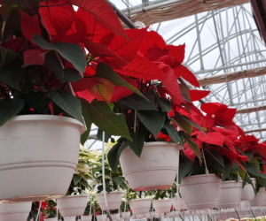 Gwiazda betlejemska to symbol Świąt Bożego Narodzenia. Jak o nią zadbać?