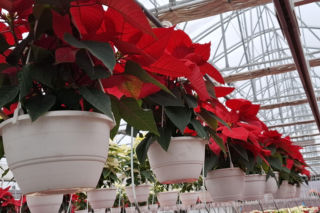 Gwiazda betlejemska to symbol Świąt Bożego Narodzenia. Jak o nią zadbać?