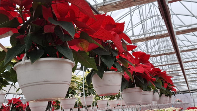 Gwiazda betlejemska to symbol Świąt Bożego Narodzenia. Jak o nią zadbać?