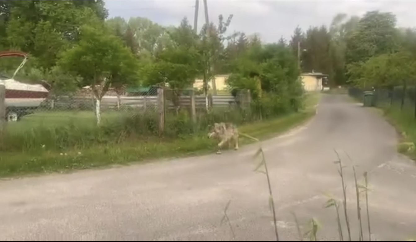 Wilk w Brzózkach