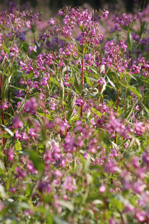 Impatiens glandulifera