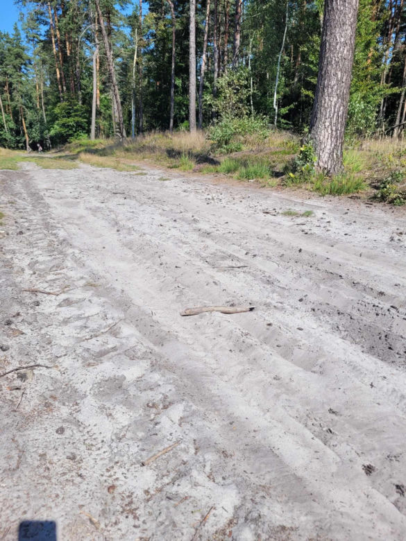 Prastara Puszcza Dulowska w Małopolsce. Spotkasz tam nawet łosie! 