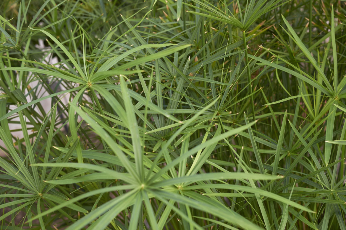 Cibora zmienna (papirus)