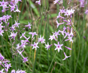 Tulbagia fioletowa