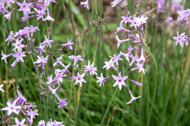 Tulbagia fioletowa