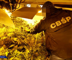 CBŚP zlikwidowało w Łódzkiem OGROMNĄ plantację marihuany