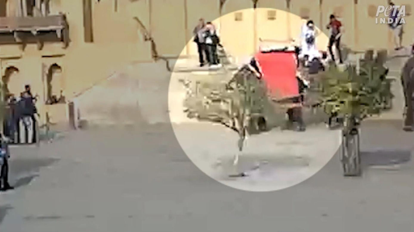 Słoń zmasakrował rosyjską turystkę! Wideo mrozi krew w żyłach