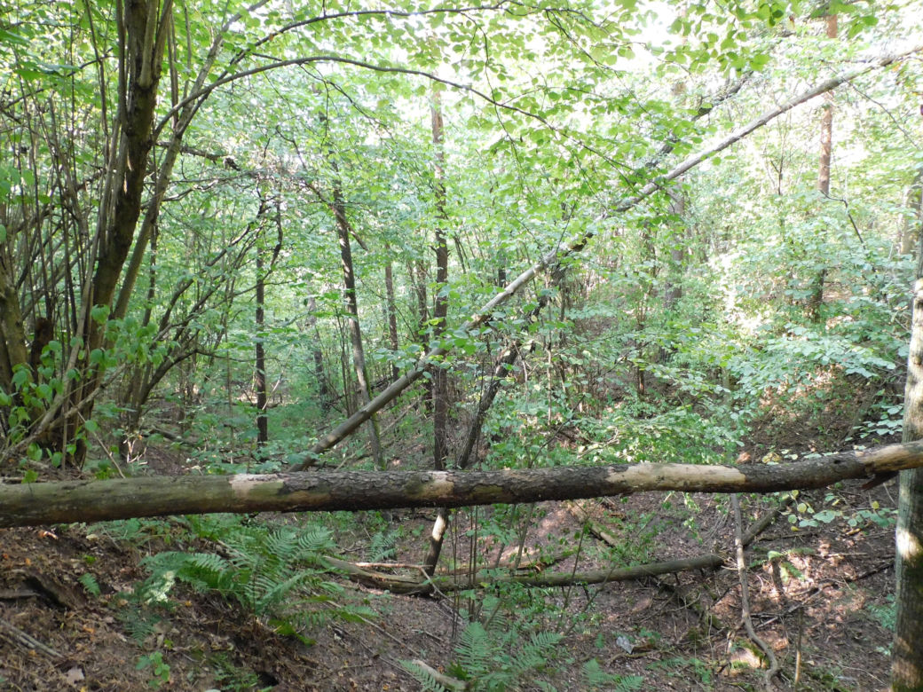 Rezerwat Dolina Wkry