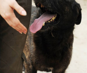 Roki