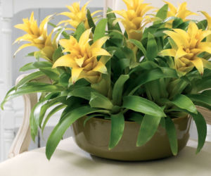 Guzmania