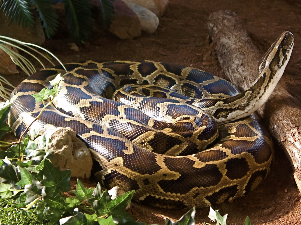 Pyton tygrysi (Python molurus)
