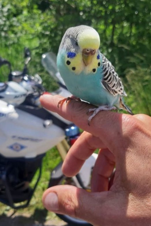 Podkarpackie. Papuga "kontrolowała" policjantów [ZDJĘCIA]