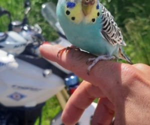 Podkarpackie. Papuga kontrolowała policjantów [ZDJĘCIA]