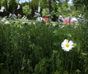 Białystok. Pierwsze łąki już kwitną. W 2020 roku pojawiły się w nowych miejscach