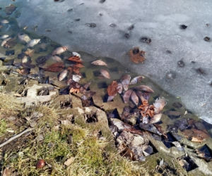 Siedlce: Ponad 100 kg martwych ryb wyłowiono ze stawu w  Parku Aleksandria