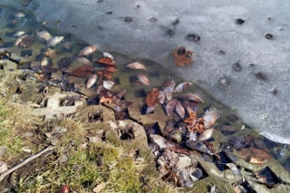 Siedlce: Ponad 100 kg martwych ryb wyłowiono ze stawu w  Parku Aleksandria