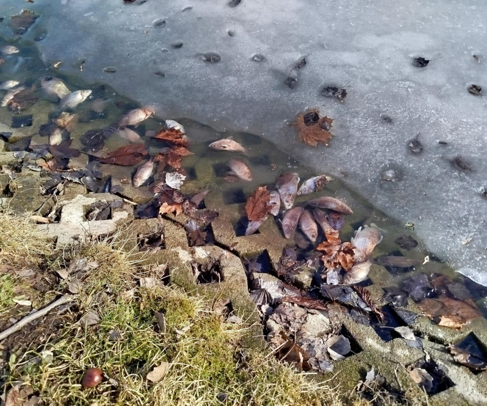 Martwe ryby w stawie na terenie Parku Aleksandria w Siedlcach