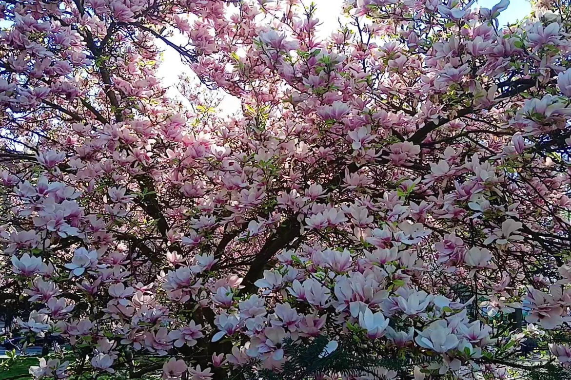 Magnolie w Szczecinie