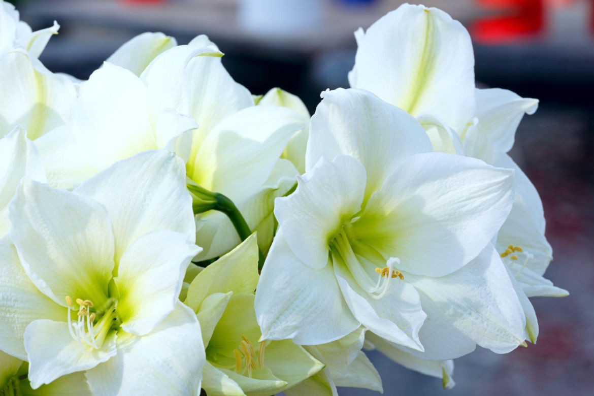 Kwiat hippeastrum