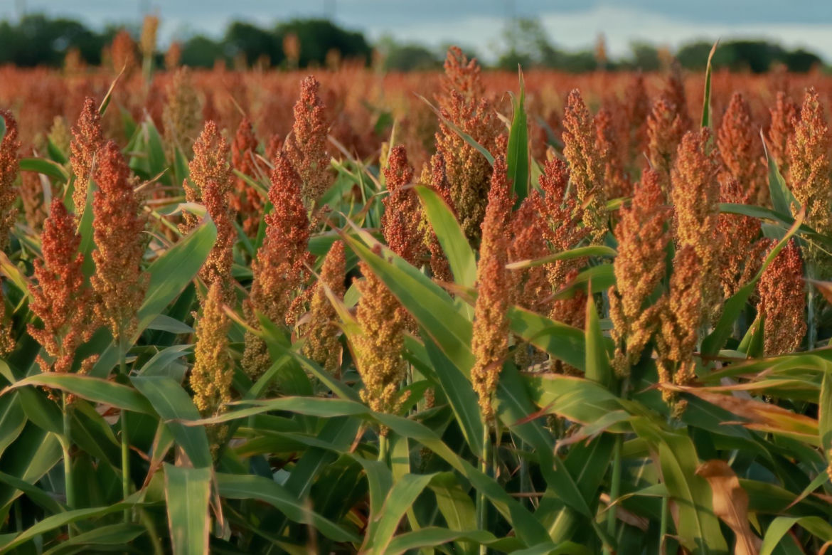 Sorgo