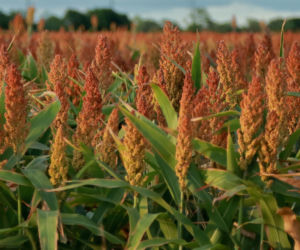 Sorgo