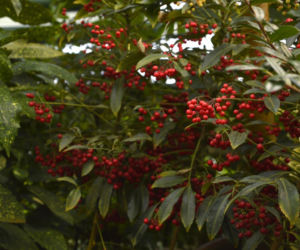Ardizja karbowana