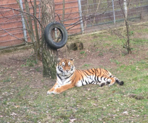 Sprawdziliśmy, jak tygrysica z Myślęcinka radzi sobie po śmierci Altaja. Dyrektorka ogrodu: są nadzieje na potomstwo