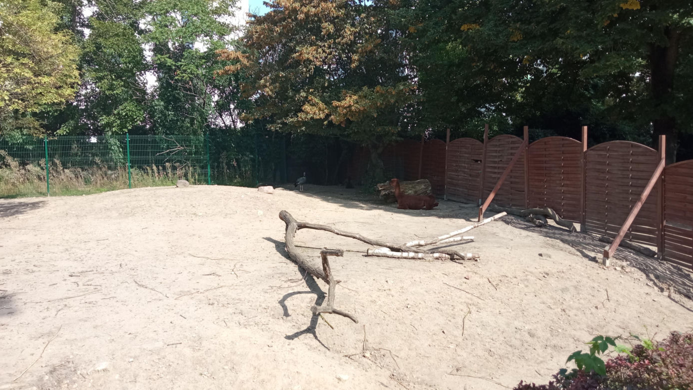Stare ZOO w Poznaniu. Idealne miejsce na rodzinne spacery w sercu miasta 