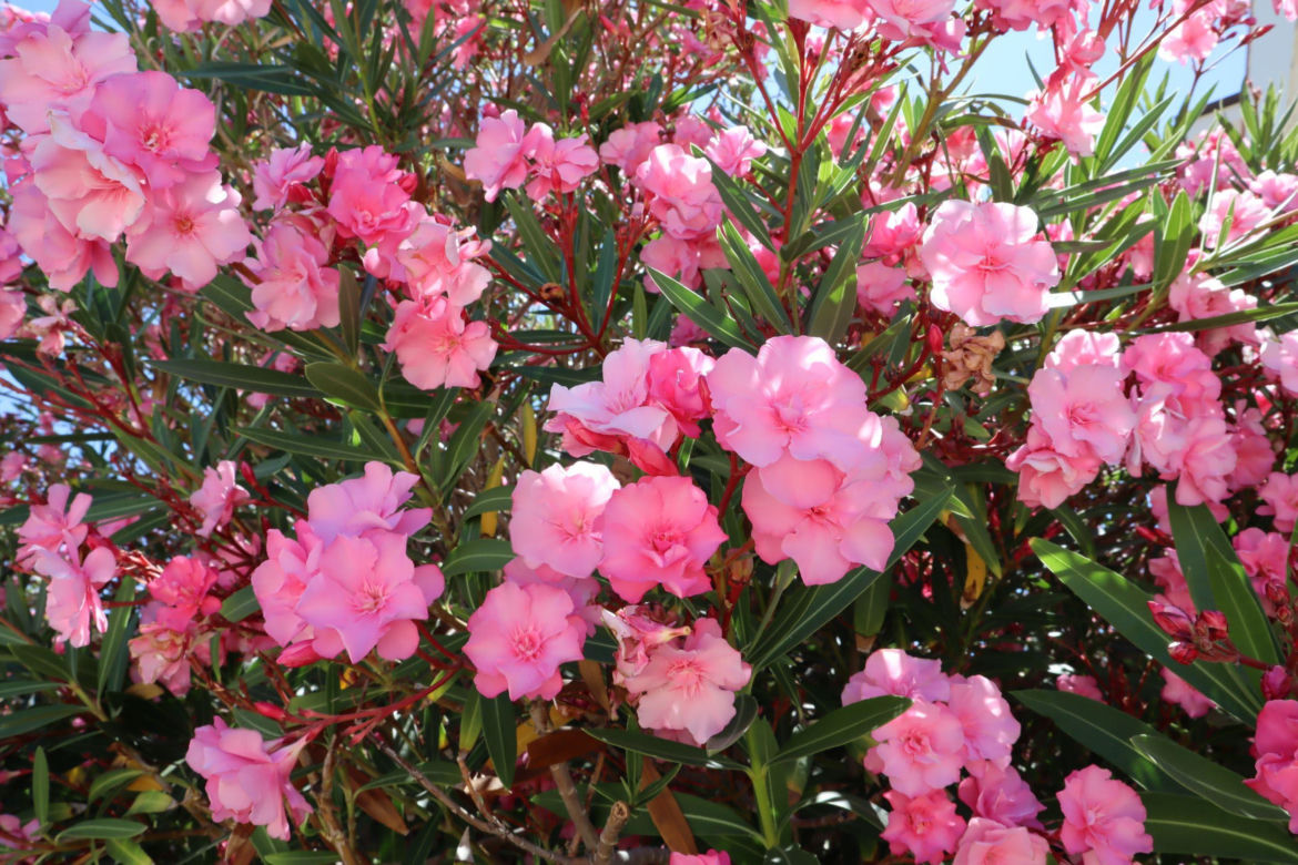 Oleander
