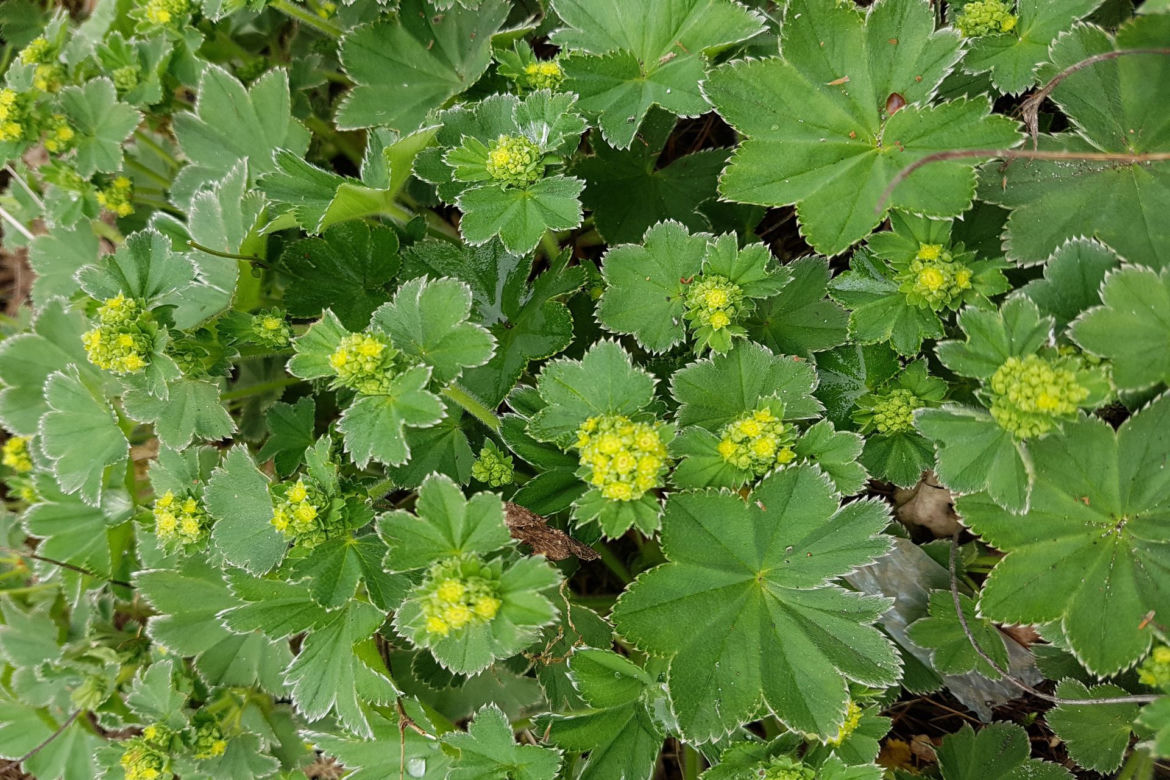 Przywrotnik ostroklapowy