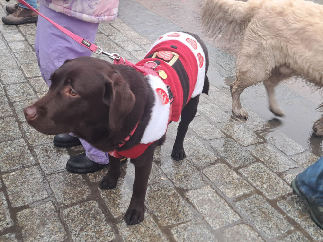 34. finał WOŚP w Krakowie. Golden Retrievery na Rynku Głównym