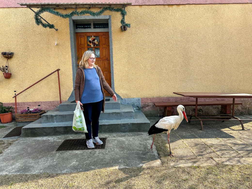 Pojechaliśmy odwiedzić Krutka. Bocian-celebryta wrócił na ukochaną wieś