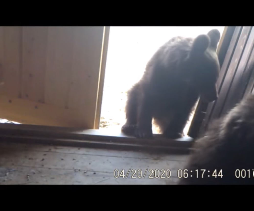 Bieszczady: Sceny jak z z Misia Yogi. Niedźwiedzie włamały się do ludzkiej chaty