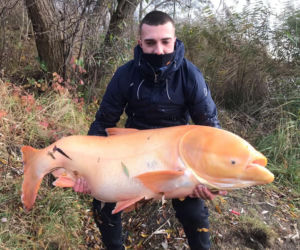 Biała Tołpyga zszokowała wędkarzy! Waży ponad 50 kilogramów [ZDJĘCIA]