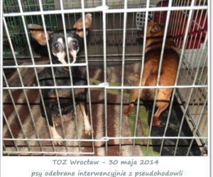 Interwencja inspektorów TOZ w Jabłowie