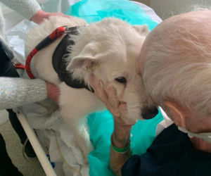 Legnica. Suczka Saba nie widziała właściciela przez 6 miesięcy. Odwiedziła go w szpitalu [ZDJĘCIA].