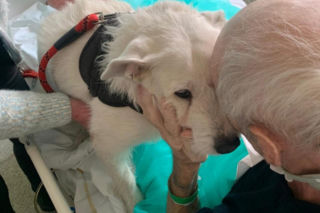 Legnica. Suczka Saba nie widziała właściciela przez 6 miesięcy. Odwiedziła go w szpitalu [ZDJĘCIA].