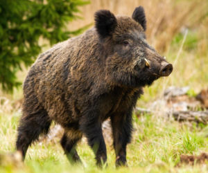 Nie tylko puma w Polanicy-Zdroju! Dziki ryją Park Szachowy