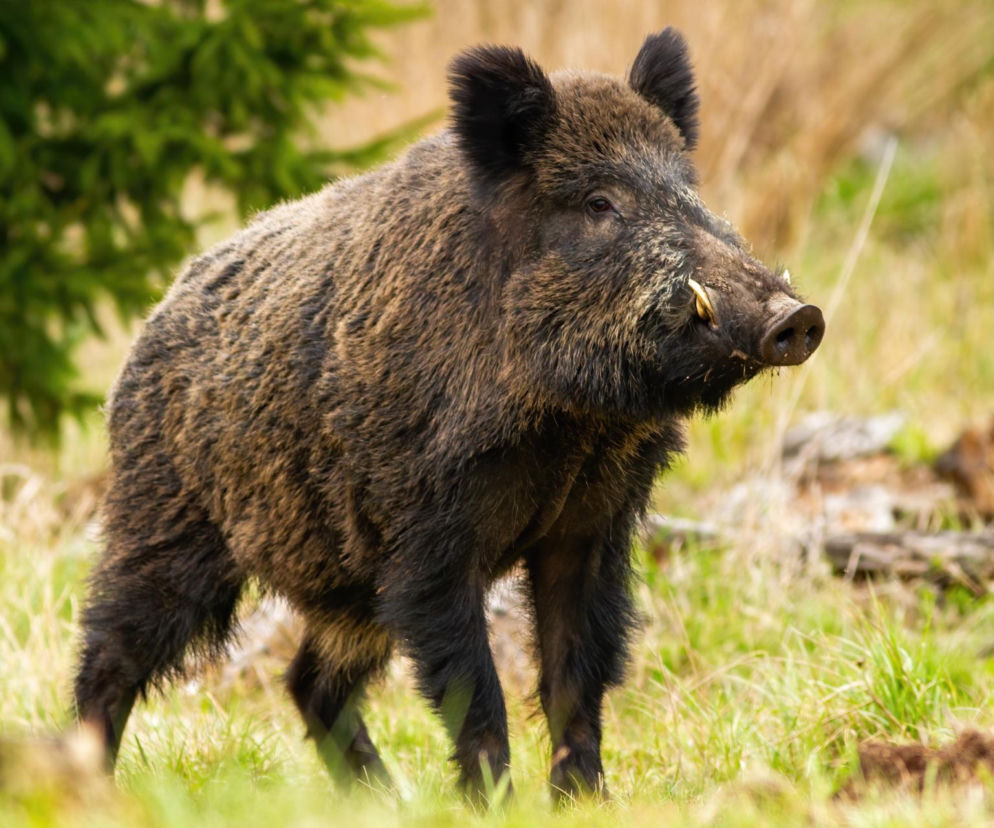 Nie tylko puma na Dolnym Śląsku! Dziki zryły Polanicę