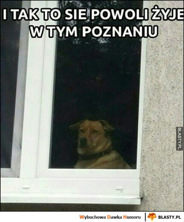 Tak internet się śmieje się z Poznania! Zobacz najlepsze MEMY!